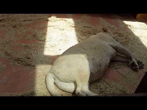 Pregnant White Lioness