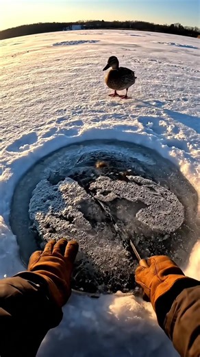 POV: I Broke the Ice to Save a baby Duck Frozen in the Arctic 🥹 • | Rescue Footage #snow #arctic #duck #save #F