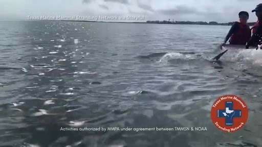 A dolphin stuck in shallow waters in Rockport, Texas, was captured and released back into Aransas Bay on December 16 thanks to a collaborative effort from several marine life organisations. Footage from Texas Marine Mammal Stranding Network (TMMSN) shows a team guiding the sub-adult male bottlenose dolphin off a floating platform and into the open water. According to TMMSN, the dolphin was spotted by members of the public swimming in shallow water, with a sandbar blocking its exit into the deep 