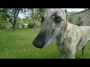 Scientists show that dogs were domesticated twice