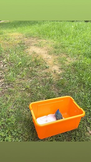 Our Indigo Bunting window strike patient was released after just under a week in care! Remember, if you see a bird hit a window, that bird should be promptly contained and brought to a licensed rehabilitator. Although many of these birds can fly off after a short rest, studies show that they often have injuries that will reduce survival over the following days, such as eye trauma or bleeding into the skull or lungs. Always make sure these guys get proper care after suffering such trauma! #Wildli