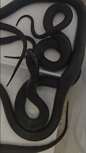 Jet-Black Babys Mexican Black Kingsnakes (Lampropeltis getula nigrita) 😁 Serpiente Rey Negra