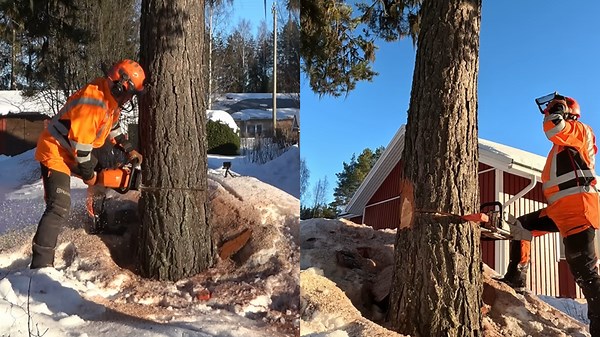 Precision Tree Cutting Between Two Houses With Expert Techniques