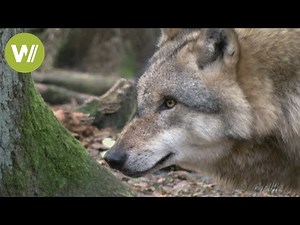 Wolves in the forests of Northern Germany (Wolfcenter Niedersachsen)