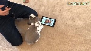 24K views · 601 reactions | Online Dating with a Pet Rabbit - Bini the Bunny Swipes Tinder - Does he find the perfect date? | Bini the Bunny | Facebook