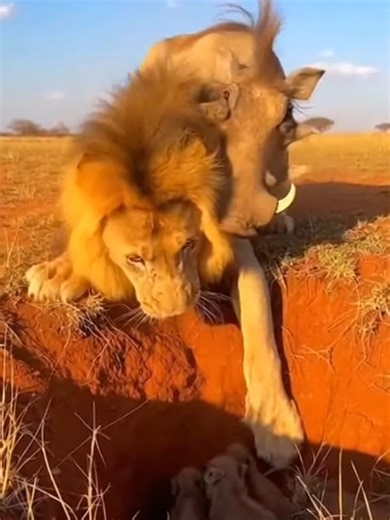 Funny Moments: Loin vs Pigeon Encounter