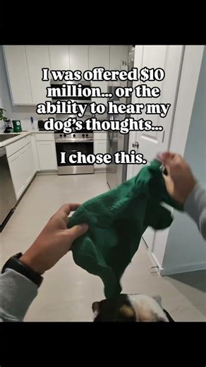 the life of bane - english bulldog life #bane #englishbulldog #funnydogs #shortsvideosviral