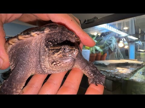 Making the ULTIMATE snapping turtle tank
