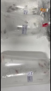 A new shipment to USA 🇺🇸 is coming! A lot of fancy plecos is on the way. Feel free to contact us for preorders ✌️🤝 | Pleco Ceramics