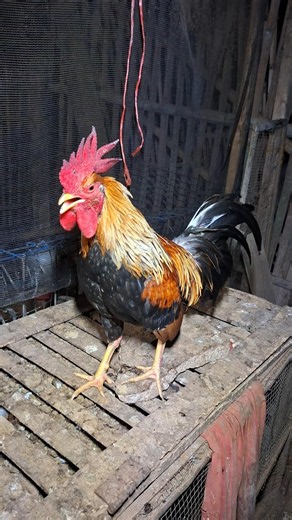 Amazing‼️The rooster crowed for a long time. 🐓🐓 #ayam #chicken #rooster #fyp #viral