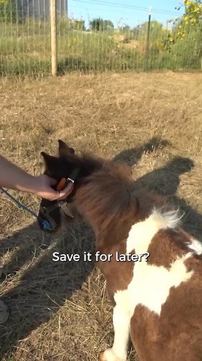 2.9K views · 46 reactions | I Bought a Horse for My Backyard Farm!  | Andrew Flair | Facebook