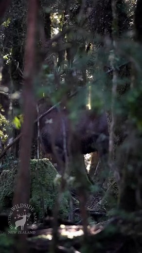 Sika hunting during the rut this season. I was alone with just with the camera as we were between hunters. I had previously caught this master stag on one of my trail cams so had an idea of where he was rutting. The key to not spooking the master stag is knowing where the hinds are and not worrying too much about the satellite stags. The hinds were bedded behind a big stump to the right of the master stag so I was in a good position to get a bit of footage… Sika stag, sika hunting, hunting the r