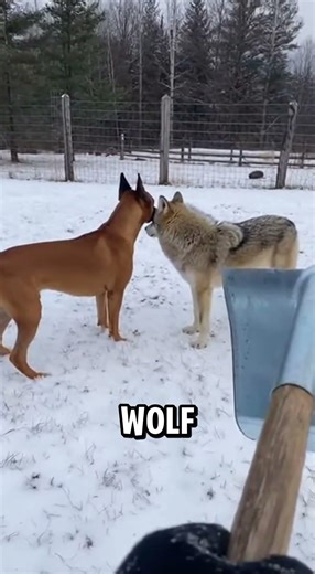 A Wolf Attacked My Boxer And I Thought I Lost Him... 🐺❄️