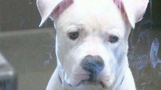 Dogs can count, especially when it comes to treats: study