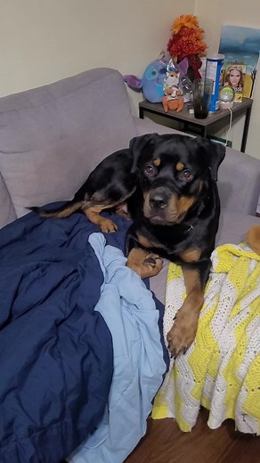 I wouldn't say I'm fluent in the language but I get my point across.