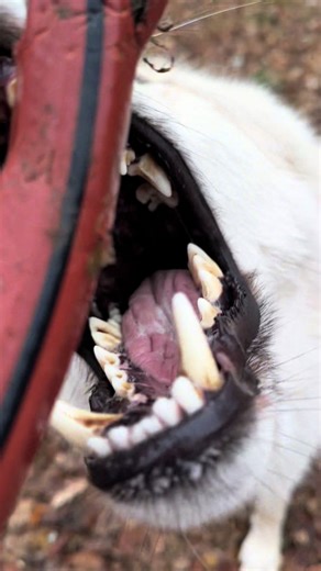 I’ve gone through so many hoses 🥲 Yes, it’s fenced off. No, that doesn’t really matter. Where the hose access is, it’s not really convenient or possible to use a metal one or a covered system. It’s also right next to my AC unit, so I try my best to keep him out of there in general 😅 Better my hose than that 😬 #naughtydog #wolfdog #fyp #dogsoftiktok