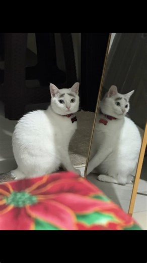 Understanding Cat Eye Glasses for Your Feline Friend