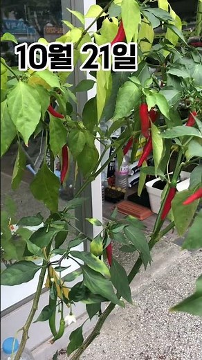 Growing peppers in a 2-liter water bottle—even small ones are enough! #shorts