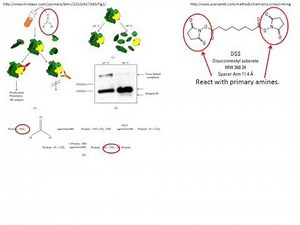 Native vs denaturing proteomics