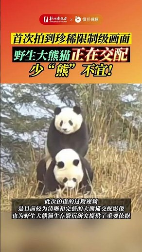 🐼 Rare Moment: Wild Pandas in Mating Season#panda #shorts