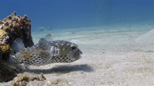 In beliebtem Urlaubsland: Tödlichster Fisch der Welt breitet sich aus