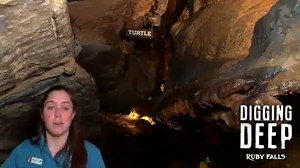 Myrtle the Turtle is the SLOWEST turtle we've ever encountered! Tour Guide Rachel explains why, and how a turtle ended up in the Ruby Falls Cavern. #BringingRubyFallstoYou #NatureMakesAHouseCall #AloneTogether #TuesdayThoughts | Ruby Falls