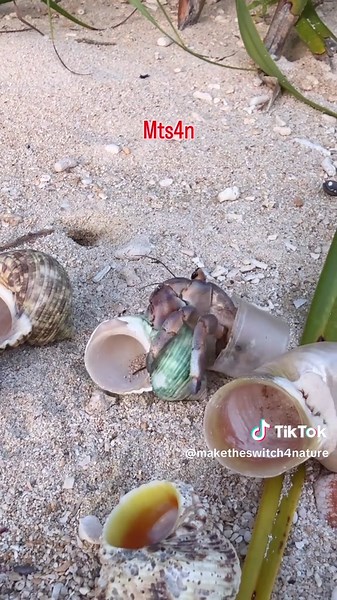 Transforming Plastic into Shells for Crabs