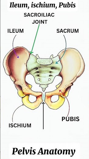 Pelvis Anatomy | Ileum, Ischium , Pubis bones #muscle #anatomy #humananatomy #bones #shortsfeed