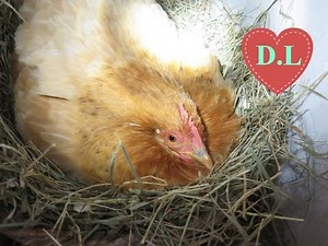 Die Henne brütet 6.Und die Entwicklung im Ei zum Küken