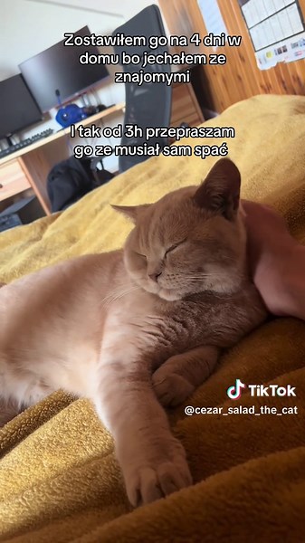 Zabawy z kotkiem i piwem – słodkie chwile