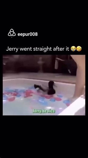 eepur008 on Instagram: "Jerry’s a menace🤣 The video captures a lighthearted, albeit loud, moment where a woman is trying to enjoy a swim in a pool filled with colorful water balloons. Jerry, the resident duck, is clearly not interested in sharing his territory. The humor stems entirely from the extreme tonal shift of the man filming. He begins with a calm, sweet voice, pleading with Jerry to “be nice,” but as soon as the duck lunges at the woman, he switches into a hilarious, heavy-metal-style