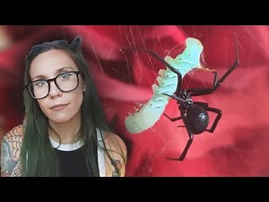 In memory of Binx - Unboxing 2 Black Widows from Micro Wilderness (Latrodectus hesperus)