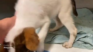 Lady Bugg was either adopted or rescued 7/18/23. Sweetiepie puppy has a prolapsed rectum. Lady Bugg is available for adoption or rescue. A private vet can assess options. HIGH RISK! A1826135 Lady Bugg Comments: Prolapsed Rectum Status: MEDICAL Intake Type: STRAY Kennel: 231B Sex: Unaltered Female Age: 14W Weight: 7.80 Lbs Breed: Aust Cattle Dog Mix Color: Tricolor Intake Date: 07/11/2023 Review Date: 07/15/2023 RT Data Review: 07-16-2023 9:23AM Jurisdiction: SANTA ANA 07-15-2023 Med Note: EXAMIN