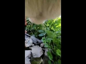 Curious Cat POV Cam | Exploring Streets and Corners Live