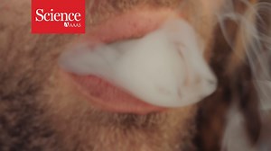 20K views · 196 reactions | Oldest physical evidence of ritualistic cannabis use has been discovered in a 2500-year-old cemetery high in the Pamir Mountains of present-day China. Learn more: https://fcld.ly/tz7munf | News from Science | Facebook