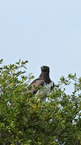 6K views · 146 reactions | The larget Eagle in Africa - A majestic Martial Eagle surveys the Kruger. It was eerily quiet at the Biyamiti Weir - the other birds were aware of it's presence and kept a low profile. #martialeagle #birdsofprey #krugernationalpark #safari #canonphotography | Adesh Singh Wildlife Photography | Facebook
