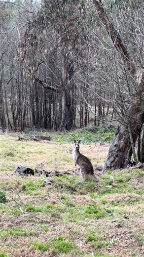 Revealed under FOI - not even kangaroos who have been fertility treated are safe from ACT Government shooters 💔 Each year after the shooting has finished, we submit an FOI request to the ACT Government to receive copies of the shooters ‘operational reports’ from each night of shooting. It is through these documents that we found out about the shooting of wallabies in Mulligans Flat Woodland Sanctuary and also about the butchering of kangaroos happening in our nature reserves 😣 This year’s repo