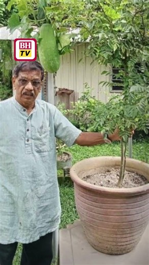 Harga daun kari naik hingga RM18 sekilo, orang ramai digalak tanam sendiri - CAP