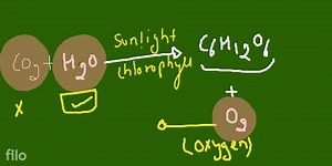 [Solved] Question 91:Which of the following are the correct fu... | Filo