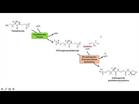 Coenzyme A (CoA) Biosynthesis Pathway and Vitamin B5