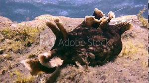 Black shellfish sea slug underwater on bottom of volcanic origin in Atlantic ocean. Sea slug on seabed of La Palma Canary Islands. Relax video about marine inhabitants of undersea world.