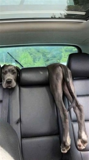 11-goofy-great-dane-doesnt-know-how-to-sit Goofy Great Dane doesn't know how to sit 😂🤪😮 #greatdane #funnydog You have to see this goofy Great Dane's hilarious moment in the car! This long dog just doesn't know how to sit properly and ends up in the most awkward position over the back seat. Its confused and funny facial expression is absolutely priceless, making this a must-watch clip for anyone who loves funny dog videos. This is one of those funny pet moments that will make you laugh out lou