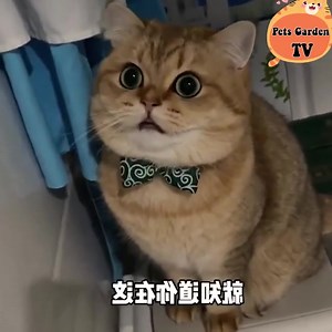 23K views · 3K reactions | So adorable  | Cats Cute | Facebook