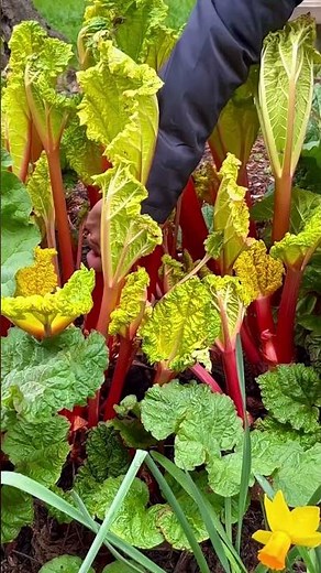 Forcing Rhubarb #shorts