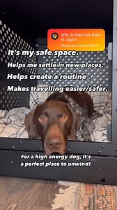 4.3K views · 25 reactions | Why do you crate train? ✨ We started crate training since day one. It gives us piece of mind and keeps Odin safe. He can settle in his crate ANYWHERE and it’s a blessing when we are travelling and want to bring him along. Do you crate train and why? Tell us 殺 #cratetraining #dogtraining #dogcollars #germanshorthairedpointer #dogcratetraining @being.odin | Impact Dog Crates | Facebook