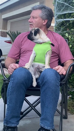 Effective Guard Dog Training Techniques for Pugs