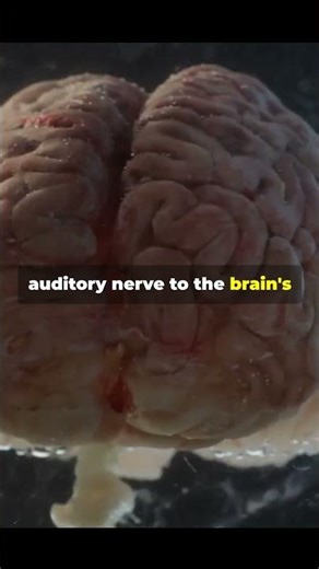 How the human ears work