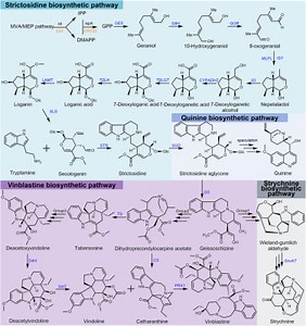 Synthetic biology advances drive greener production of tryptophan-based pharmaceuticals | Newswise