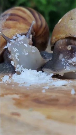 Snail Mukbang