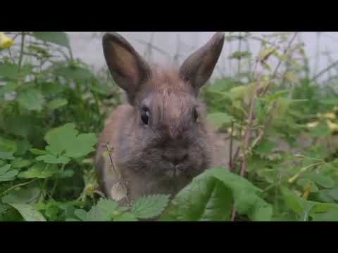 facts about rabbits || The rabbits || Fascinating Rabbit Facts 🐇 | Behavior, Diet